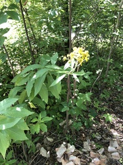 Verbesina alternifolia