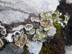 Squamarina gypsacea