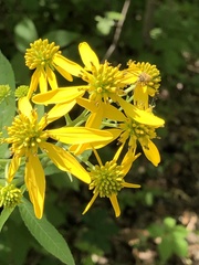Verbesina alternifolia