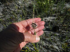 Mirperus jaculus