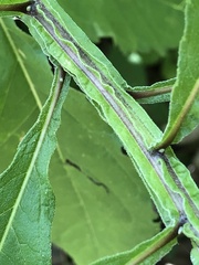 Verbesina alternifolia