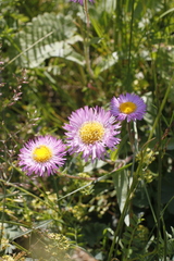 Erigeron caucasicus venustus