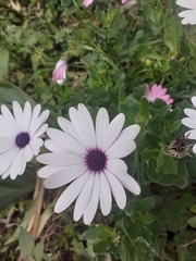 Asteraceae