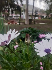 Asteraceae