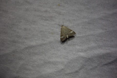 Udea alpinalis