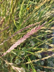 Poaceae