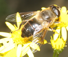 Eristalis tenax