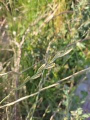 Poaceae