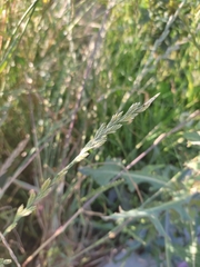 Poaceae
