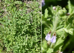 Teucrium scordium