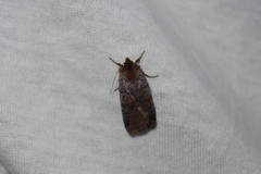 Protolampra sobrina