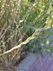 Poaceae