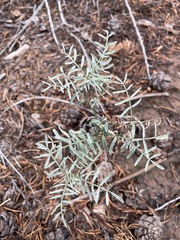 Astragalus schmolliae