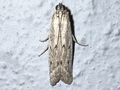 Homoeosoma nebulella