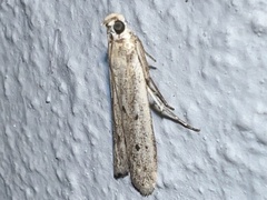 Homoeosoma nebulella