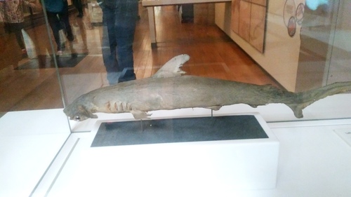 Bonnet (Sphyrna tudes) — Sphyrnidae — 3