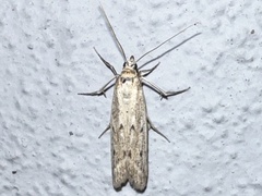 Homoeosoma nebulella