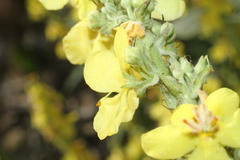 Verbascum