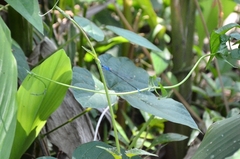 Archibasis oscillans