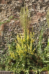 Verbascum