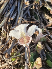 Diclis
