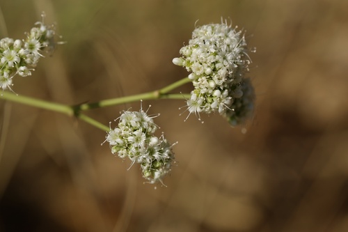Gypsophila struthium (Gypsophila struthium)