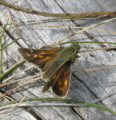 Hesperia comma