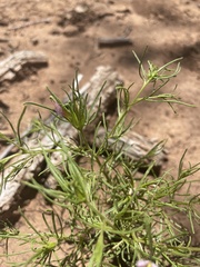 Cordylanthus wrightii