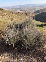 Ephedra fragilis