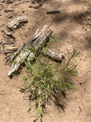 Cordylanthus wrightii