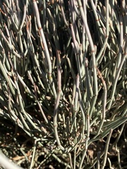 Ephedra fragilis