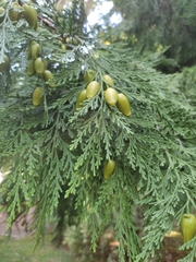 Calocedrus