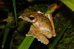 Litoria prora