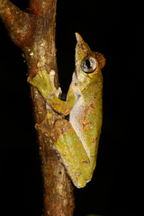 Litoria prora