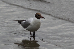 Chroicocephalus ridibundus