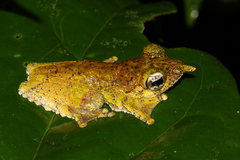 Litoria prora