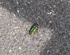 Buprestis rufipes