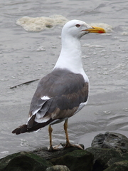 Larus fuscus