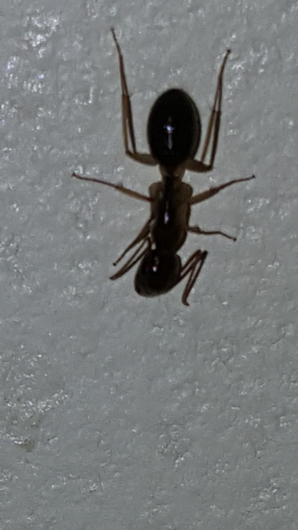 Camponotus humilior