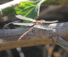Paragomphus genei