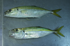 Caranx rhonchus