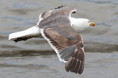 Larus fuscus
