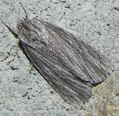Acronicta lithospila