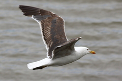 Larus fuscus