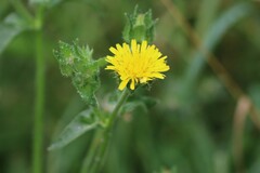 Helminthotheca echioides