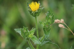 Helminthotheca echioides