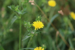 Helminthotheca echioides