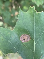 Polystepha quercifolia