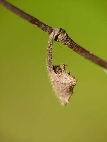 Eurasian White Admiral