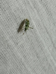 Phytocoris tiliae